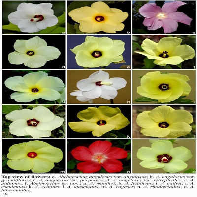 Abelmoschus flowers1